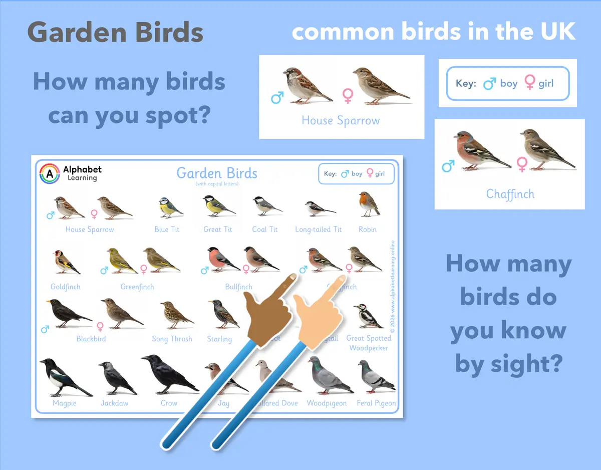 UK Garden Bird Identification Poster / Educational Nature Resource main preview
