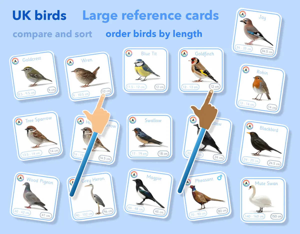 60 UK bird species length measurement and ordering reference set (EYFS to KS2) main preview