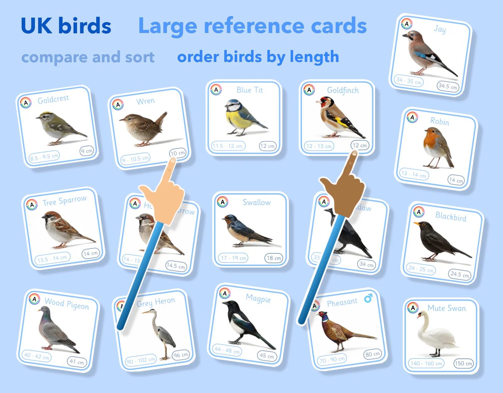 60 UK bird species length measurement and ordering reference set (EYFS to KS2)