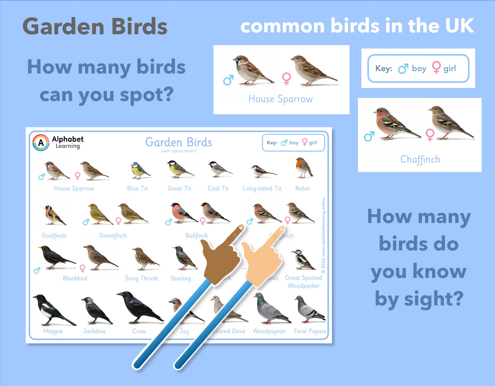 UK Garden Bird Identification Poster / Educational Nature Resource