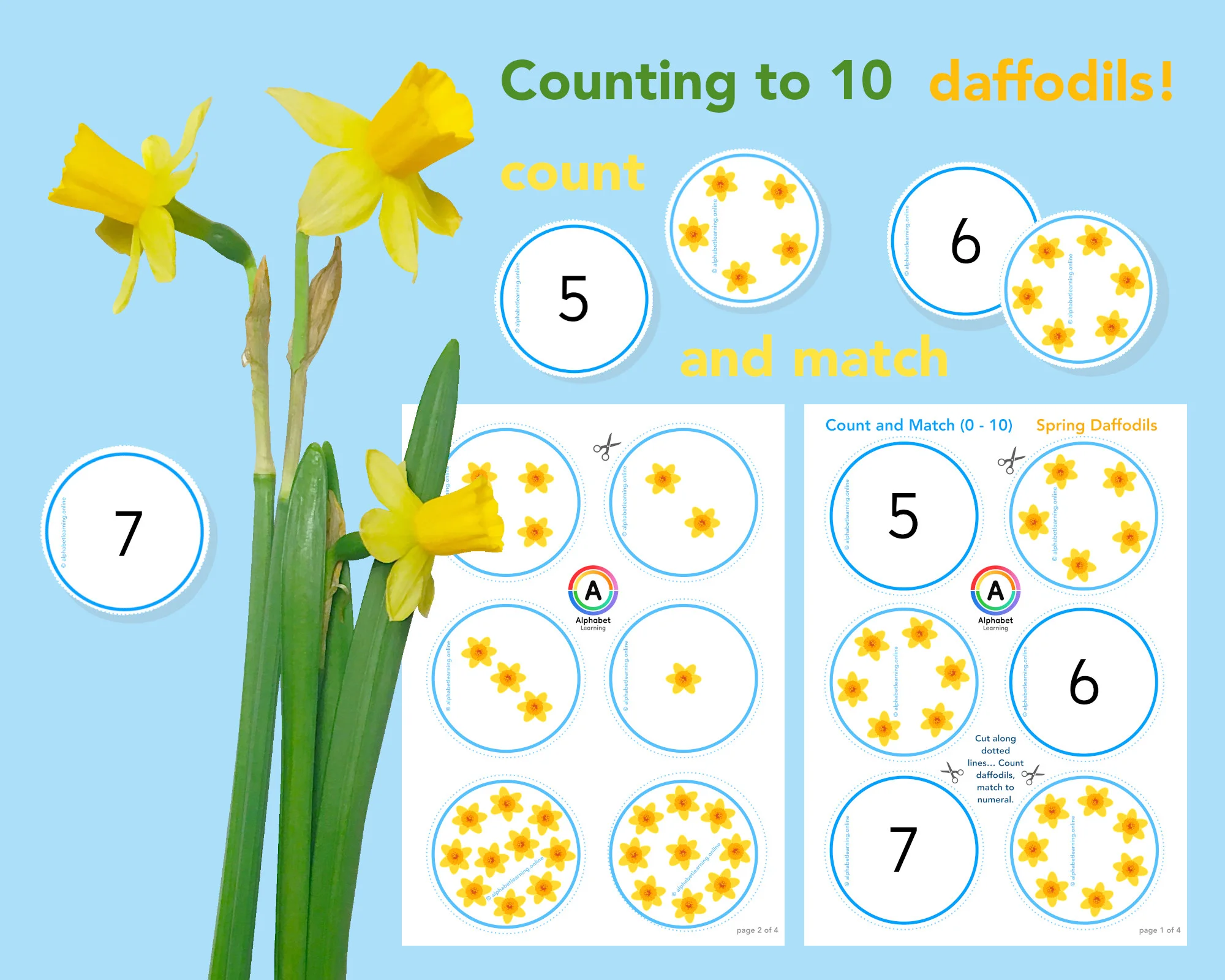 Counting 0 to 10 Daffodils Count and match
