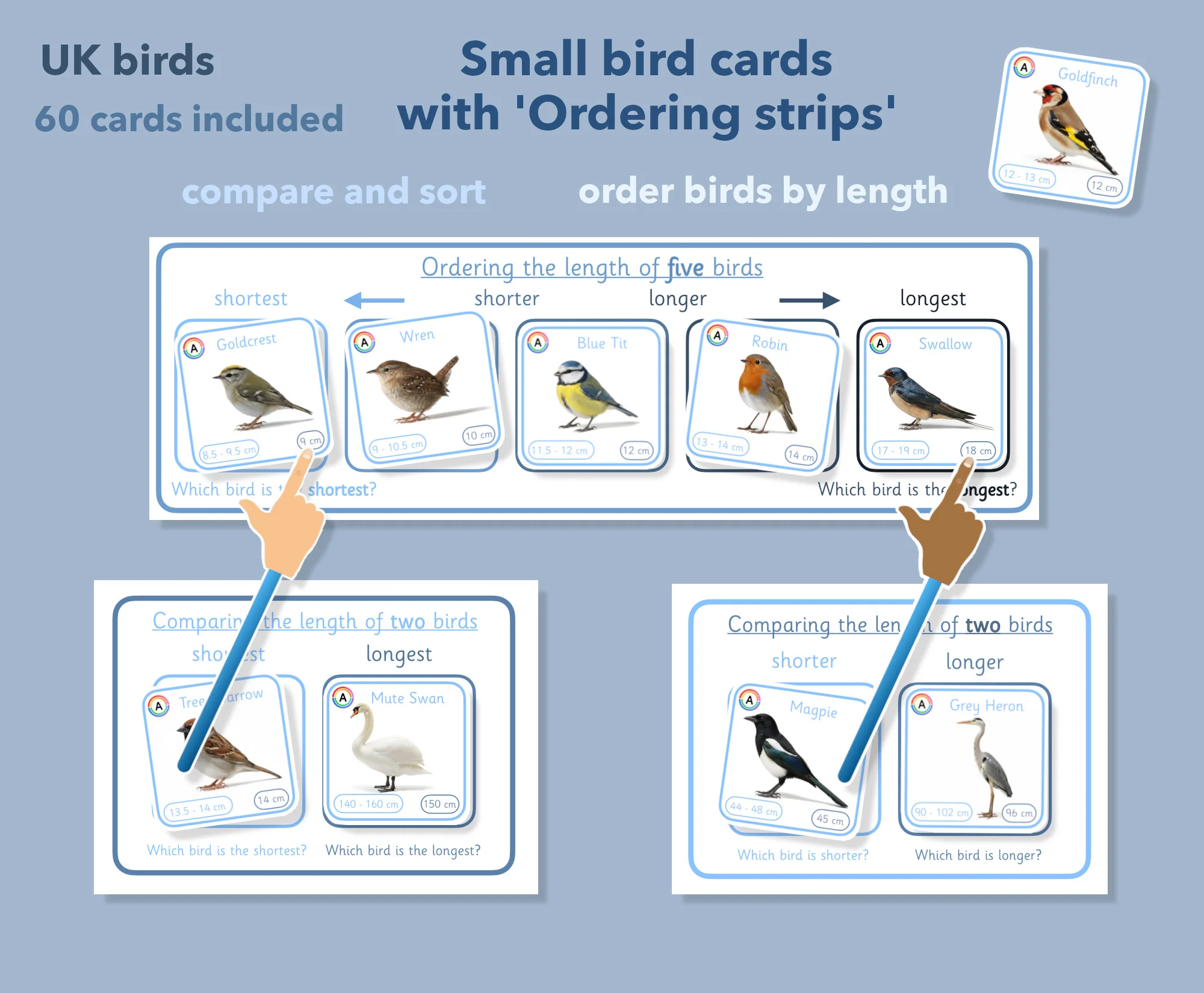 UK Birds Size Ordering and Length Measurement Activity Pack